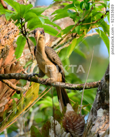Sri Lanka grey hornbill perch and basking in the warm the of the morning sun. front view photograph. Sri Lanka grey hornbill perch and basking in the warm the of the morning sun. front view photograph. 92383689