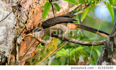 Sri Lanka grey hornbill searches a tree hollow for food. Sri Lanka grey hornbill searches a tree hollow for food. 92383690