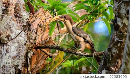 Sri Lanka grey hornbill perch and basking in the warm the of the morning sun. Sri Lanka grey hornbill perch and basking in the warm the of the morning sun. 92383693
