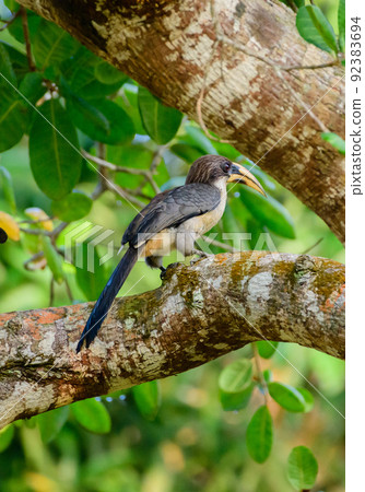 Sri Lanka gray hornbill (Ocyceros gingalensis) perch on a cashew tree in Hiyare reservoir. Sri Lanka gray hornbill (Ocyceros gingalensis) perch on a cashew tree in Hiyare reservoir. 92383694