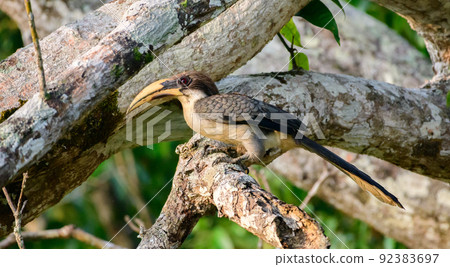 Sri Lanka grey hornbill perch on a mango tree branch in Hiyare reservoir close-up photograph. side view of the beautiful bird. Sri Lanka grey hornbill perch on a mango tree branch in Hiyare reservoir close-up photograph. side view of the beautiful bird. 92383697