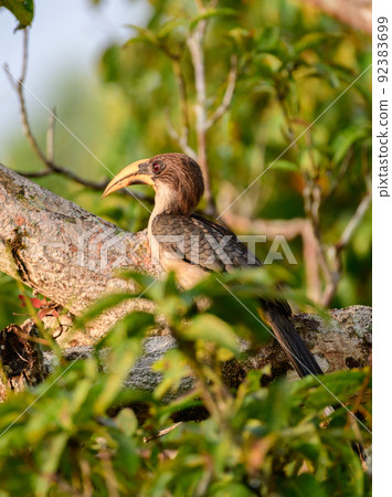 Sri Lanka grey hornbill perch and basking in the warm the of the morning sun. Sri Lanka grey hornbill perch and basking in the warm the of the morning sun. 92383699
