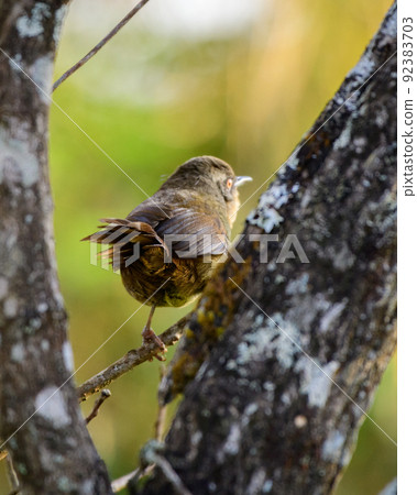 Sri Lanka bush warbler perch in the morning , spotted in Horton Plains national park. Sri Lanka bush warbler perch in the morning , spotted in Horton Plains national park. 92383703