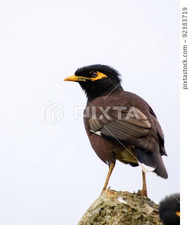 Common myna (Acridotheres tristis) perch close-up shot, view from the back Common myna (Acridotheres tristis) perch close-up shot, view from the back 92383719