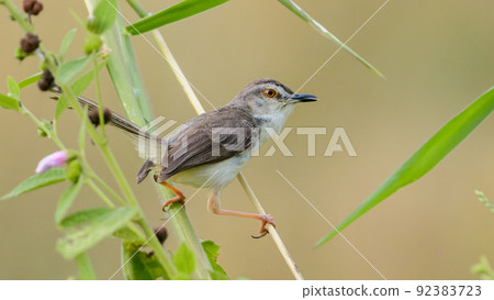 Plain Prinia as known as white-browed wren-warbler perched on a grass reed, Plain Prinia as known as white-browed wren-warbler perched on a grass reed, 92383723