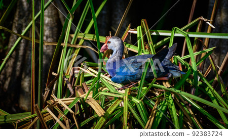 Gray-headed swamphen resting on the reeds nest. egg laying water bird in Diyasaru park, Colombo. Gray-headed swamphen resting on the reeds nest. egg laying water bird in Diyasaru park, Colombo. 92383724