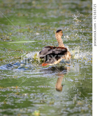 Lesser whistling duck bathing in the Diyasaru park. Water splashes as she shakes her wings. Lesser whistling duck bathing in the Diyasaru park. Water splashes as she shakes her wings. 92383725