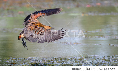 Lesser whistling duck landing on to the swamp. Photographed in Diyasaru Park, Thalawathugoda. 92383726