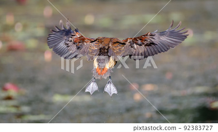 Lesser whistling teal in-flight, full wingspan display from behind the bird. landing on to the swamp in Diyasaru park, Thalawathugoda. 92383727