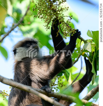 Western purple-faced langur monkey sitting on a tree branch and eating wild fruits. 92383734