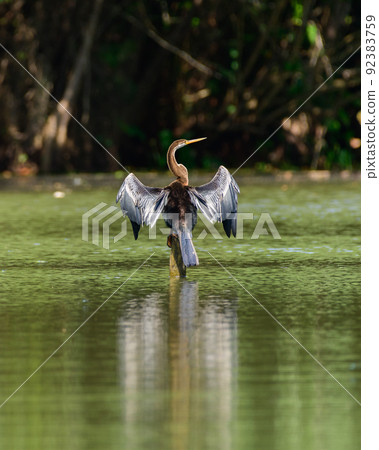 Oriental darter (Anhinga melanogaster) perched on a wooden pole in the water and drying out wings, 92383759