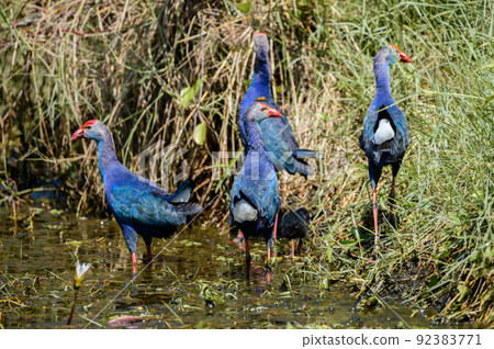 Group of four adult grey-headed swamphens protecting little chicks in the swamps in Diyasaru park. Group of four adult grey-headed swamphens protecting little chicks in the swamps in Diyasaru park. 92383771