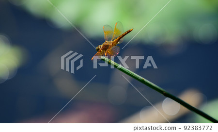 A beautiful orange ditch jewel dragonfly sits on the edge of the grass stick. 92383772