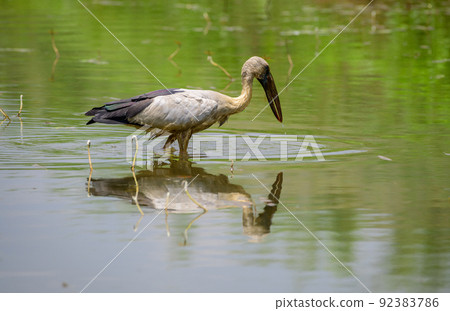 Asian openbill stork stands still in the shallow water stream, waiting patiently for fish. stork casting a reflection on the water surface. Asian openbill stork stands still in the shallow water stream, waiting patiently for fish. stork casting a reflection on the water surface. 92383786