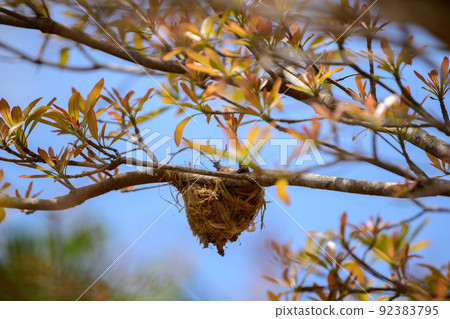 An empty birds nest hangs on a tree branch, 92383795