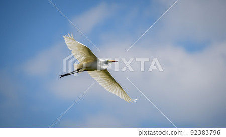 The great egret (Ardea alba) in flight, Showing full wingspan, low angle view. 92383796