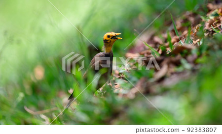 Bird illness, dying myna bird on the ground, feather fell out on the neck and its head due to a disease. Bird illness, dying myna bird on the ground, feather fell out on the neck and its head due to a disease. 92383807