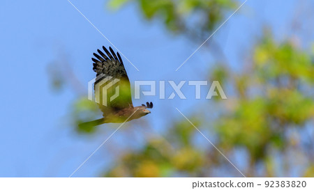 Crested honey buzzard flying photograph through the green leaves. Crested honey buzzard flying photograph through the green leaves. 92383820