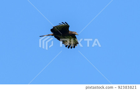 Crested honey buzzard in flight against clear blue skies. 92383821