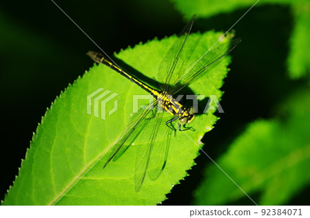 Sanae Tombo 92384071