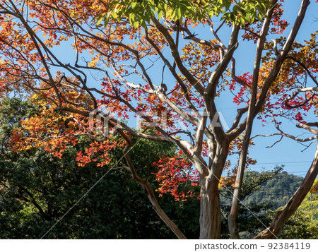 Otsu City, Shiga Prefecture Ojiyama Sports Park Autumn scenery 92384119