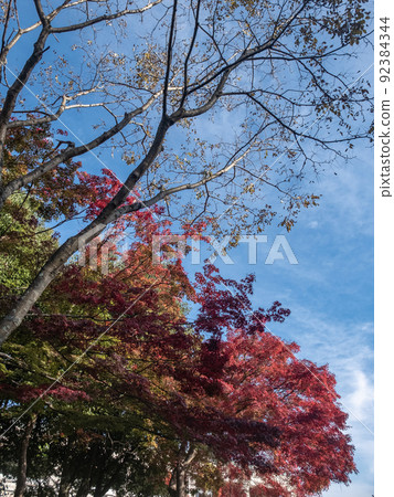 Walking around the autumn leaves in the Biwako Cultural Zone, Otsu City, Shiga Prefecture Walking around the autumn leaves in the Biwako Cultural Zone, Otsu City, Shiga Prefecture 92384344