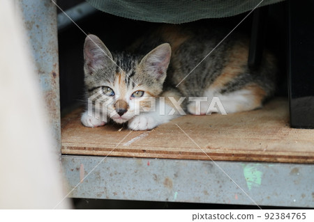 Cute kittens of outside cats grow up quickly 92384765