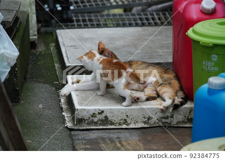 Cute kittens of outside cats grow up quickly 92384775