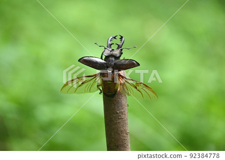 The moment when the male Miyama stag fly 92384778