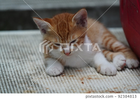 可愛的外貓小貓長得快 可愛的外貓小貓長得快 92384813