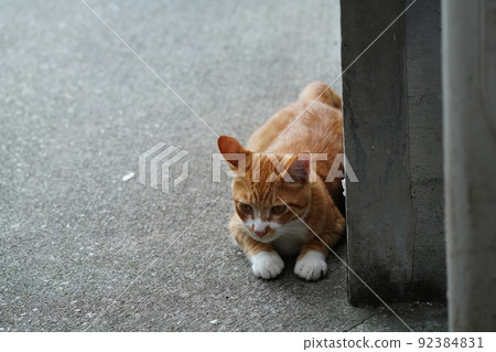 Cute kittens of outside cats grow up quickly 92384831