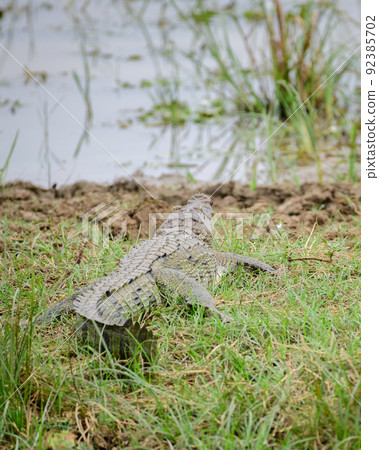 Mugger Crocodile (Crocodylus Palustris) resting on banks of the lake in Yala national park, 92385702