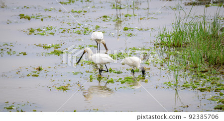 Eurasian spoonbill and other crane birds fish together in the lakeshore at Yala national park. 92385706