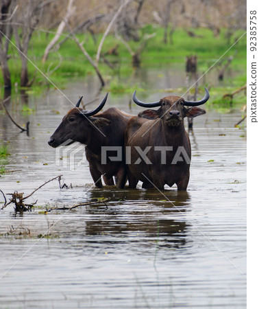 Pair of Asian wild water buffaloes standing in the marsh waters and looking at the camera, Yala national park. 92385758