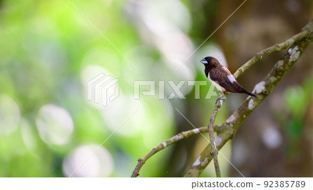 Beautiful striated finch bird perch, natural light soft bokeh background. 92385789