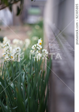 路邊的水仙花群落 路邊的水仙花群落 92385805
