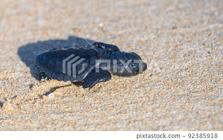 Cute Olive ridley turtle baby marching towards the ocean, newborn baby turtle shows enormous effort to reach the waters. Cute Olive ridley turtle baby marching towards the ocean, newborn baby turtle shows enormous effort to reach the waters. 92385918