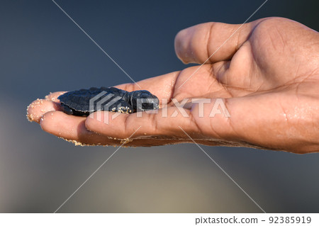 Newborn Cute Olive ridley turtle baby resting on a caring human hand. Newborn Cute Olive ridley turtle baby resting on a caring human hand. 92385919