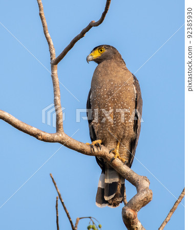 Crested serpent eagle perch, clear blue skies in the background. yellow-eyed serpent eagle keeps an eye on the surroundings, Spotted in Yala national park, Sri Lanka. Crested serpent eagle perch, clear blue skies in the background. yellow-eyed serpent eagle keeps an eye on the surroundings, Spotted in Yala national park, Sri Lanka. 92385930