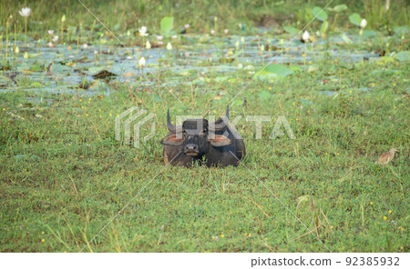 Wild water buffalo cooling off in the mud at Yala national park. Wild water buffalo cooling off in the mud at Yala national park. 92385932