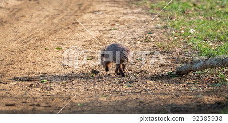 Ruddy mongoose approaching in the evening at Yala national park. 92385938