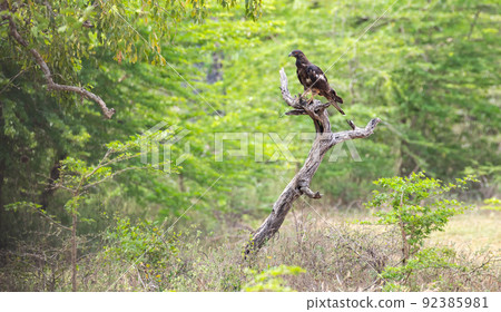 Oriental honey buzzard bird perch on a dead tree, with a beautiful tropical forest scenery in Yala national park. Oriental honey buzzard bird perch on a dead tree, with a beautiful tropical forest scenery in Yala national park. 92385981