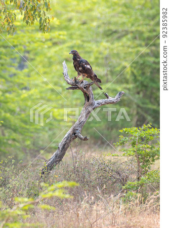 Oriental honey buzzard bird perch on a dead tree, with a beautiful tropical forest scenery in Yala national park. 92385982