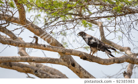 Crested honey buzzard male bird perch on a tree branch, loud callings, open beak. 92385983