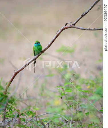 Beautiful green bee eater bird perch photograph at Yala national park. 92386497