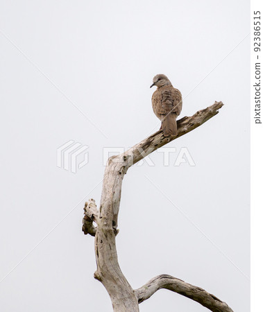 Spotted dove bird perch on bare branch against clear skies at Yala national park, Sri Lanka 92386515