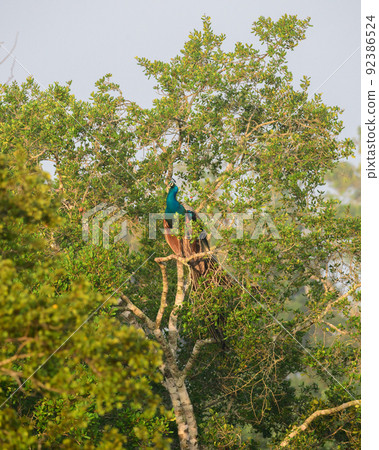 Peacock sitting high up on a tree in the morning. peacock resting in its natural habitat. Peacock sitting high up on a tree in the morning. peacock resting in its natural habitat. 92386524