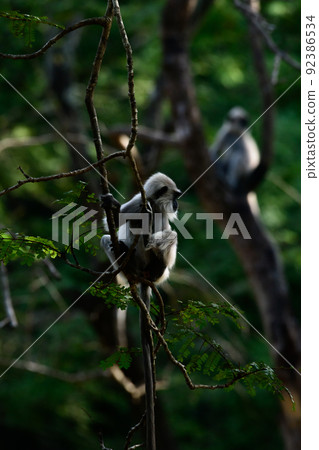 Young tufted gray langur monkey holding onto a branch, backlit photograph. 92386534
