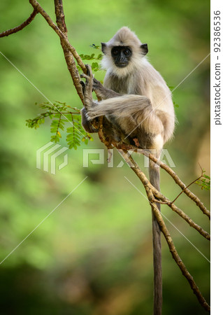 Young tufted gray langur monkey sitting on a tree branch and looking at the camera. Young tufted gray langur monkey sitting on a tree branch and looking at the camera. 92386536