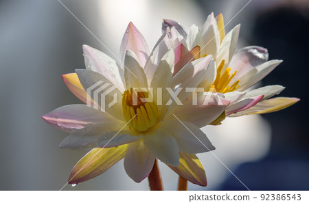 Two White waterlilies (Nymphaea alba) flowers close up. 92386543